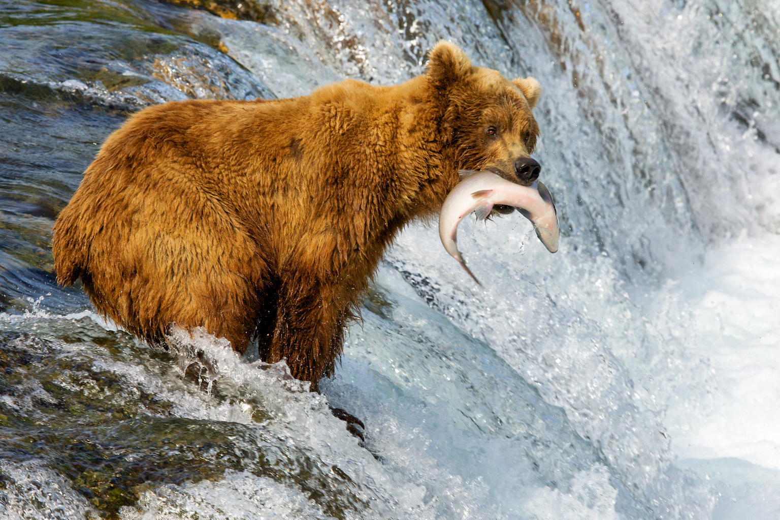 Alaska. Bear catches fish